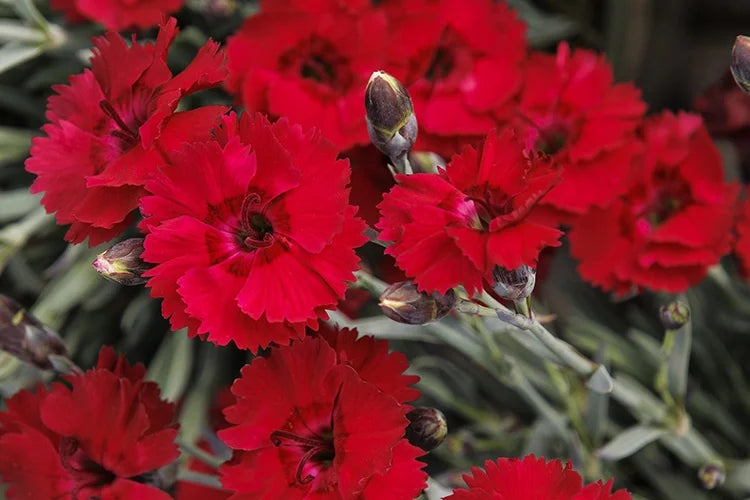 FIRESTAR IMP DIANTHUS 1gal