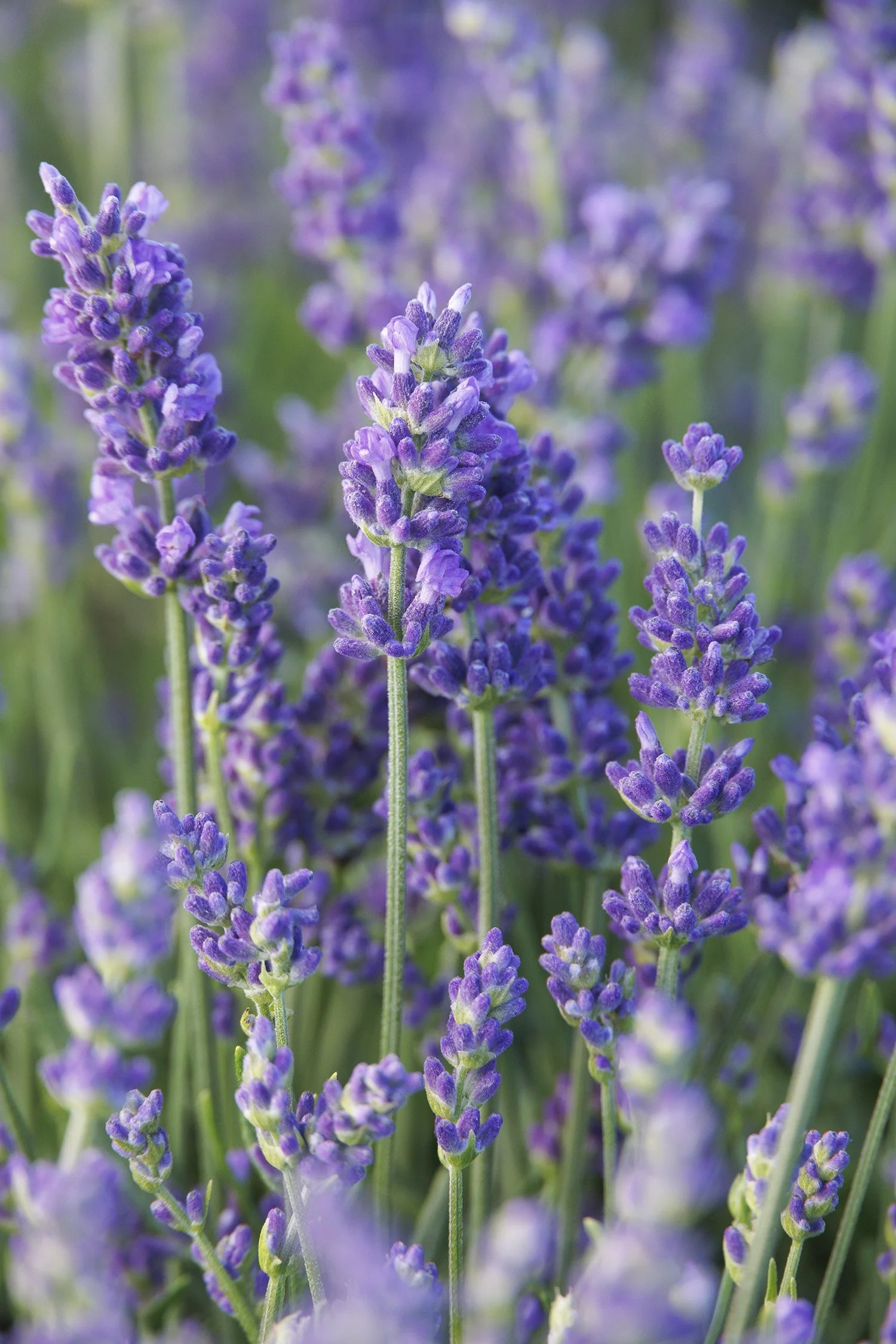 planting lavender in nc VINTRO BLUE LAVENDER 1gal