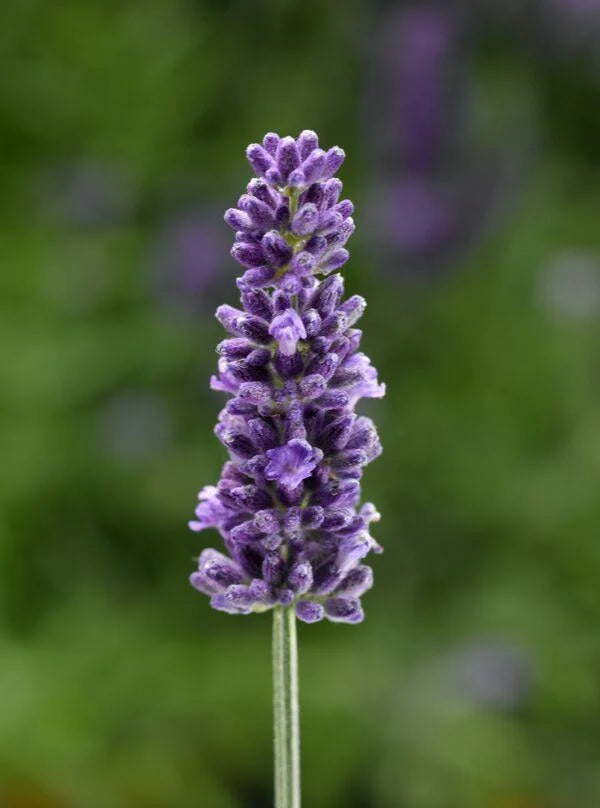 VINTRO BLUE LAVENDER 1gal