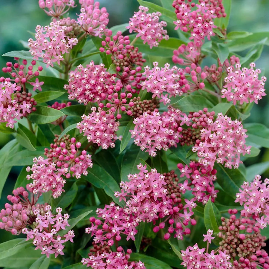 CINDERELLA MILKWEED 1gal