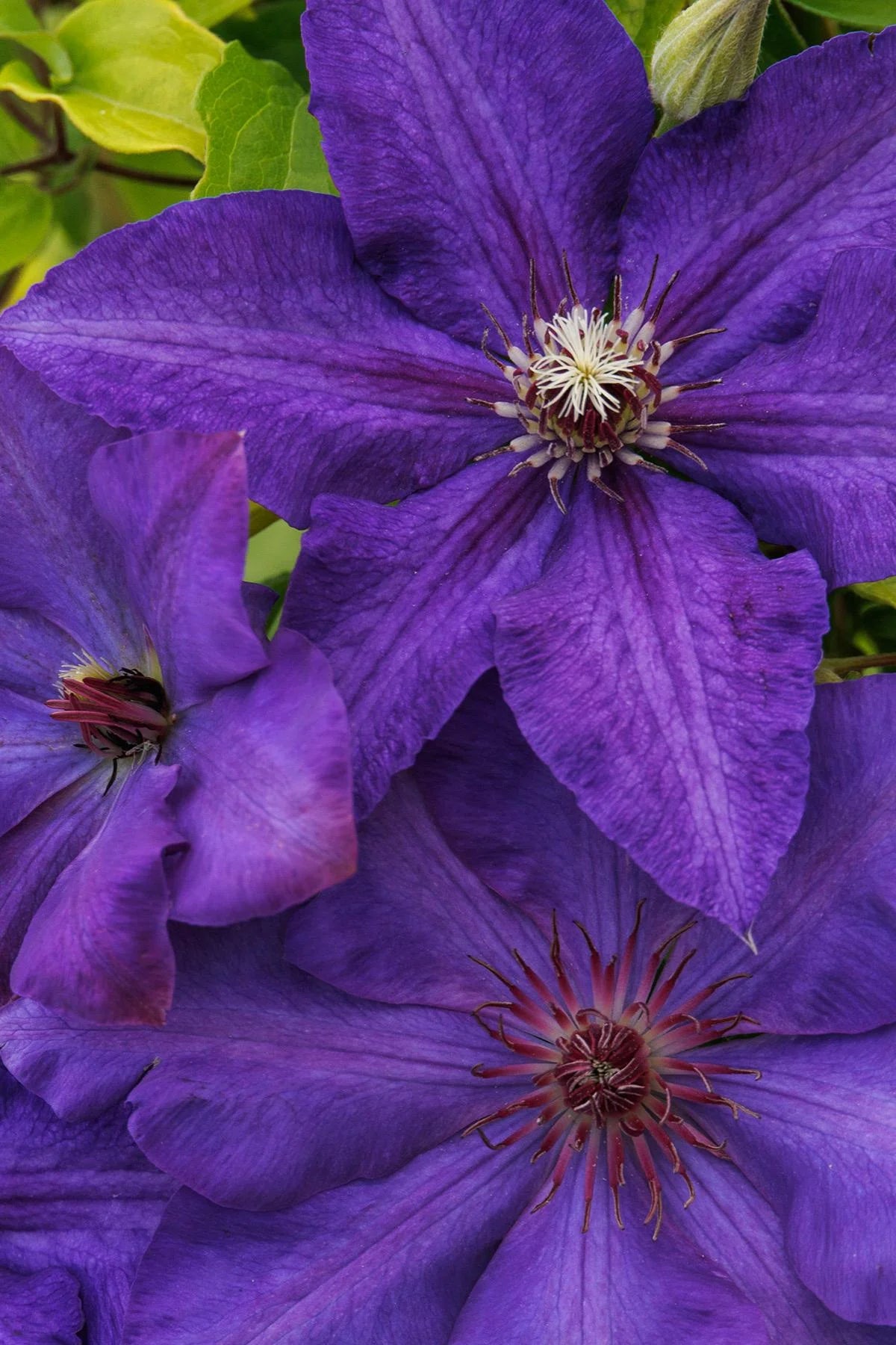 ROYAL CASCADE CLEMATIS 1gal