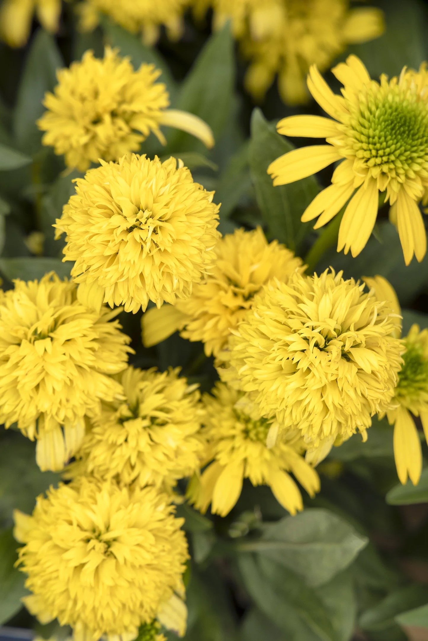SUNNY DAYS LEMON ECHINACEA 1gal