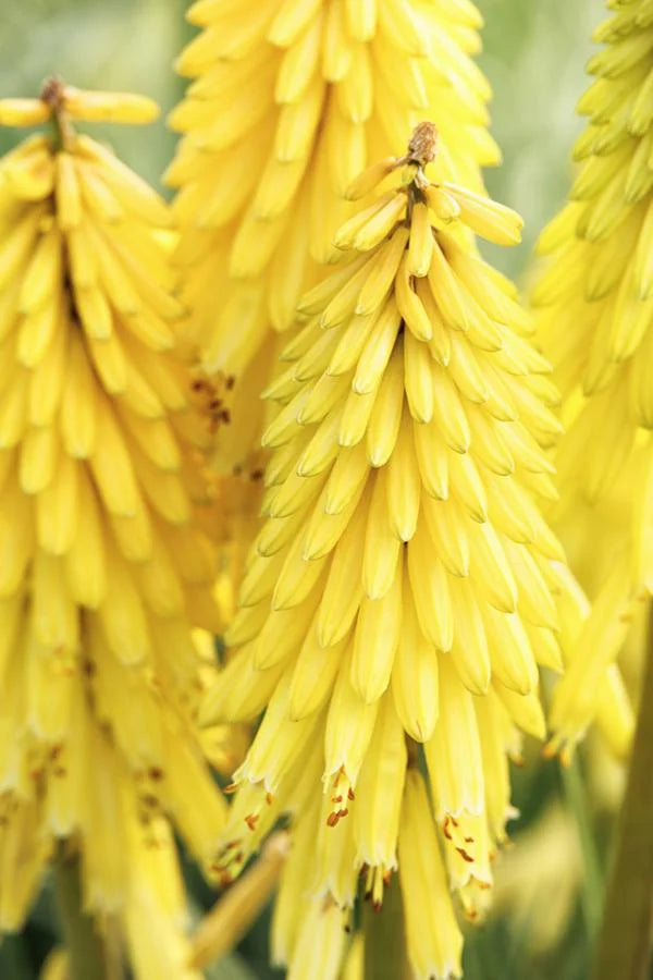KNIPHOFIA POCO YELLOW 1 GAL