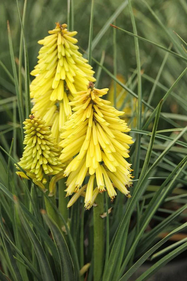 KNIPHOFIA POCO YELLOW 1 GAL