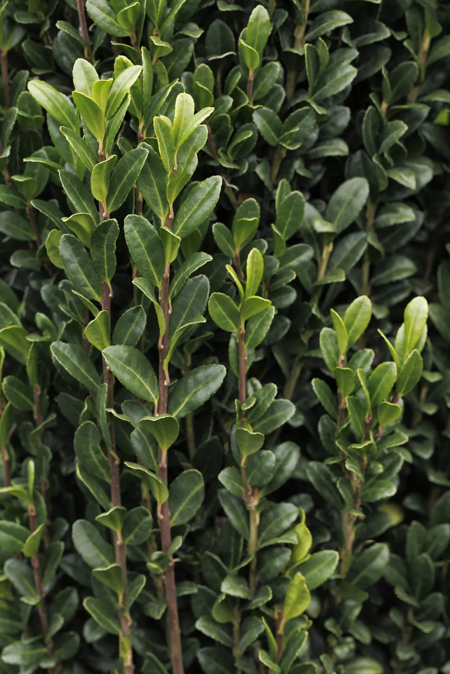 SKY PENCIL HOLLY 5gal
