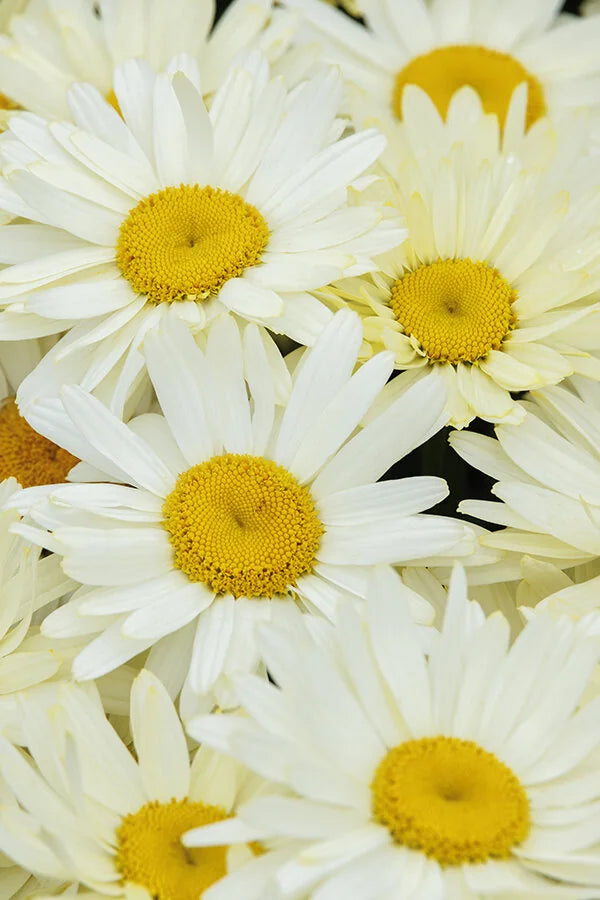 WESTERN STAR GEMINI SHASTA DAISY 1gal