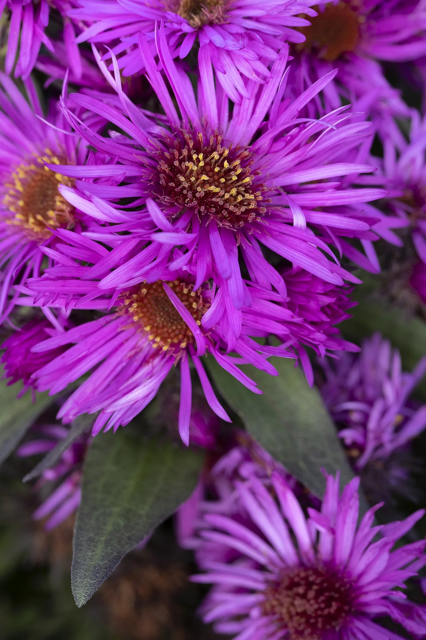PINK CRUSH ASTER 1 GAL