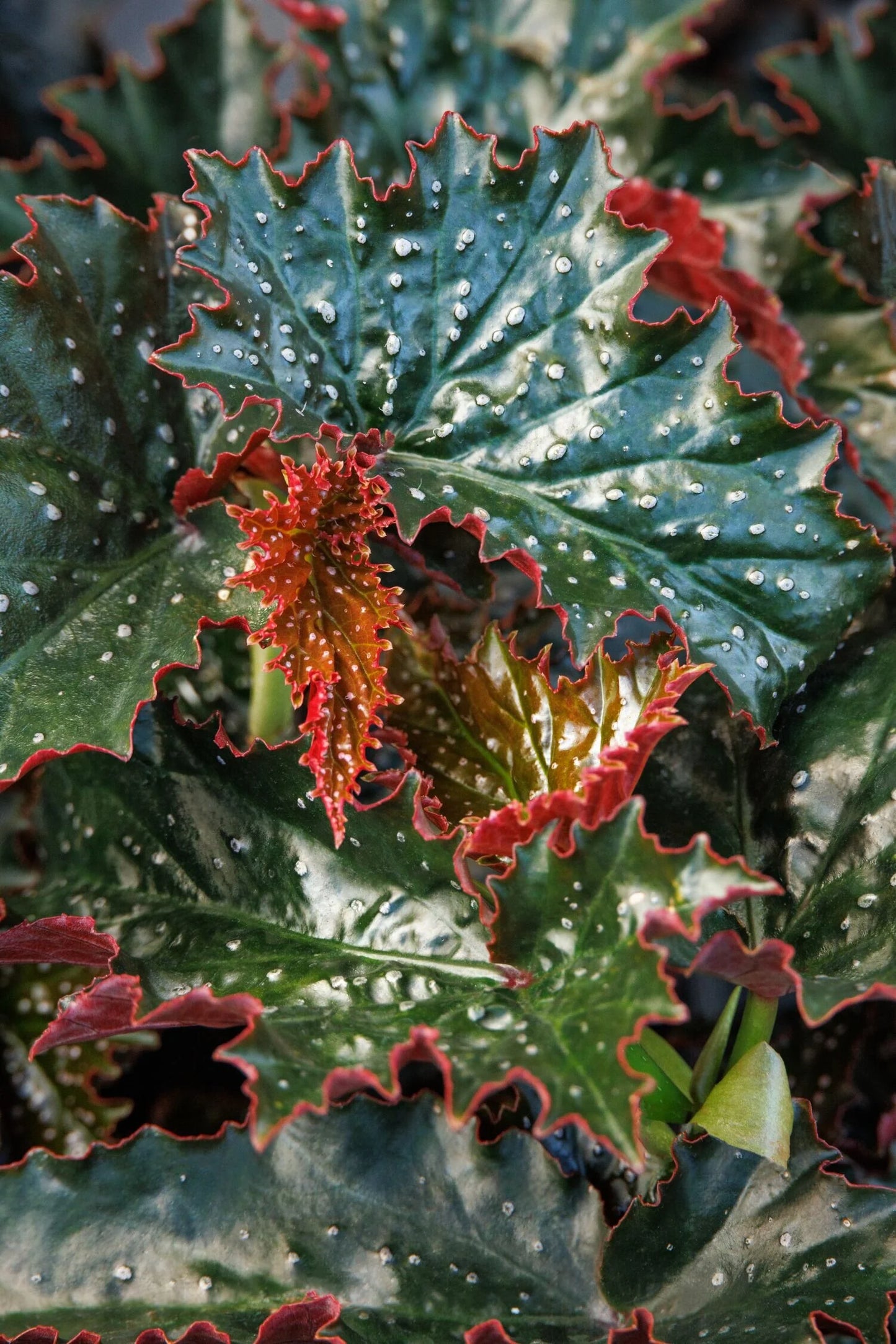NINETTA BEGONIA 2gal