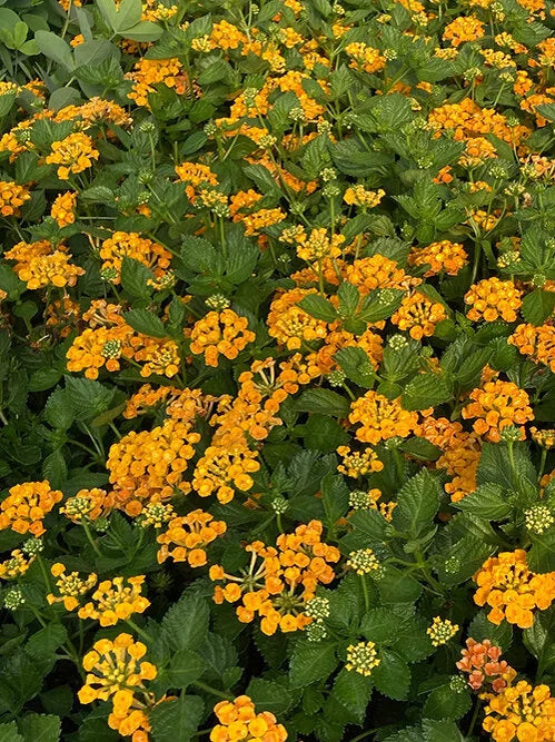 CASABLANCA LANTANA 1gal