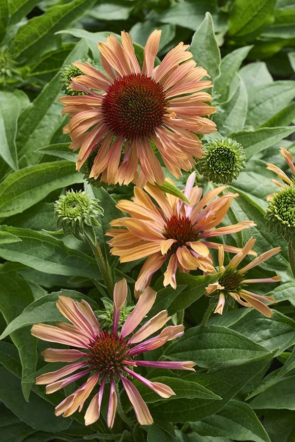 APRICOT FRESCO ECHINACEA 1gal