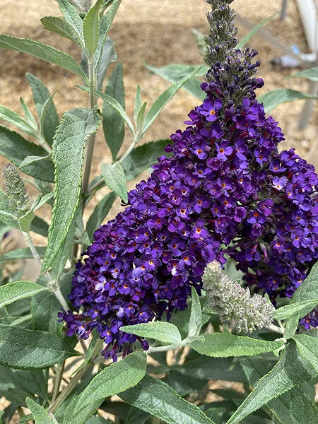 BUZZ MIDNIGHT BUTTERFLY BUSH 3gal