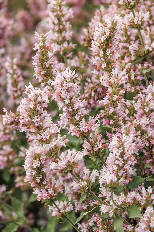 PINK PEARL AGASTACHE 1gal