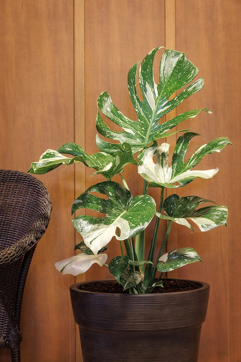 THAI CONSTELLATION MONSTERA 6 IN.