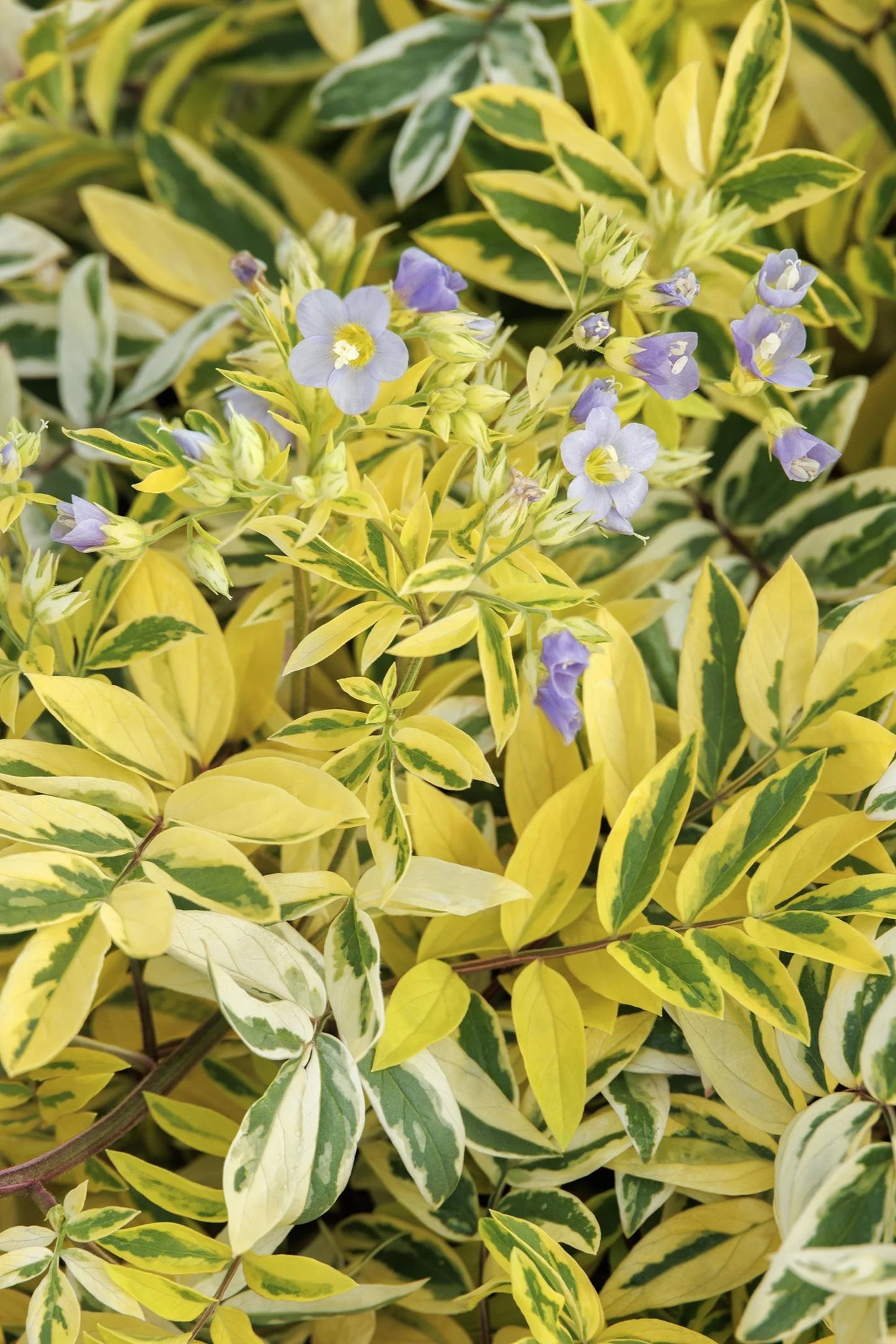GOLDEN FEATHERS JACOB'S LADDER 1gal