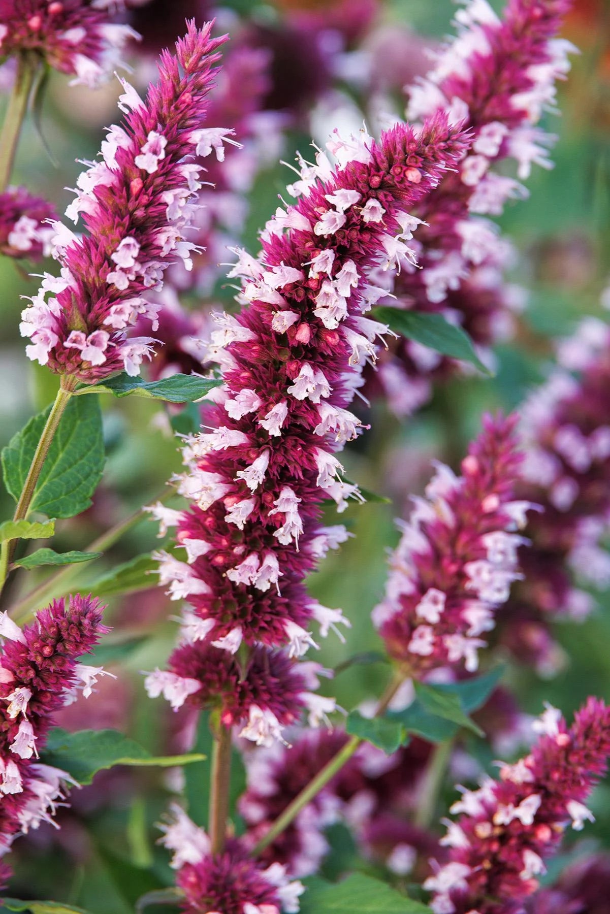 BEELICIOUS PINK AGASTACHE 1gal