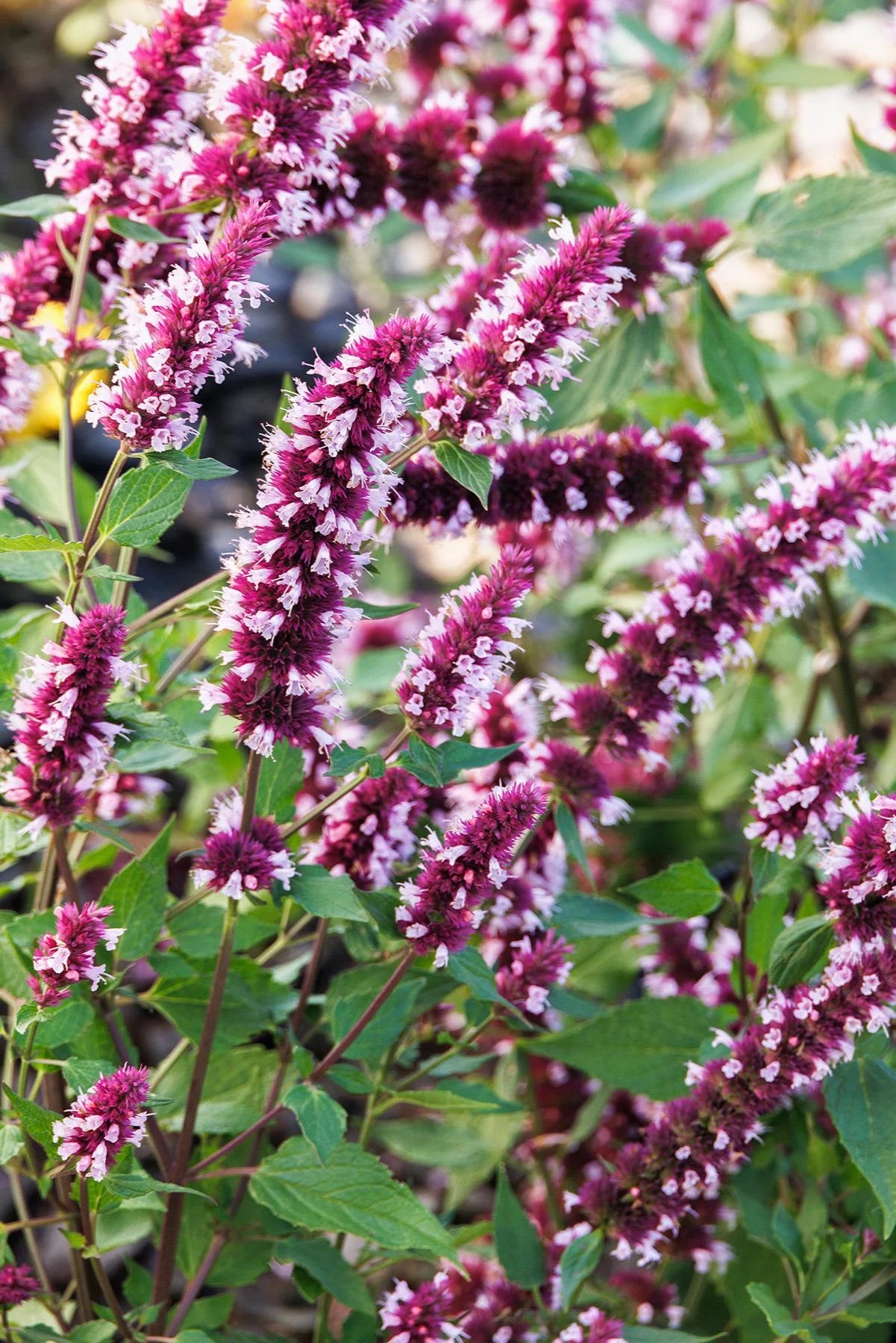 BEELICIOUS PINK AGASTACHE 1gal