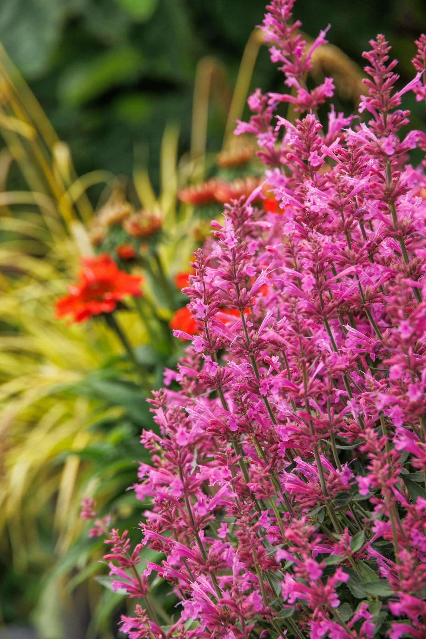 SUMMERLONG LILAC AGASTACHE 1gal