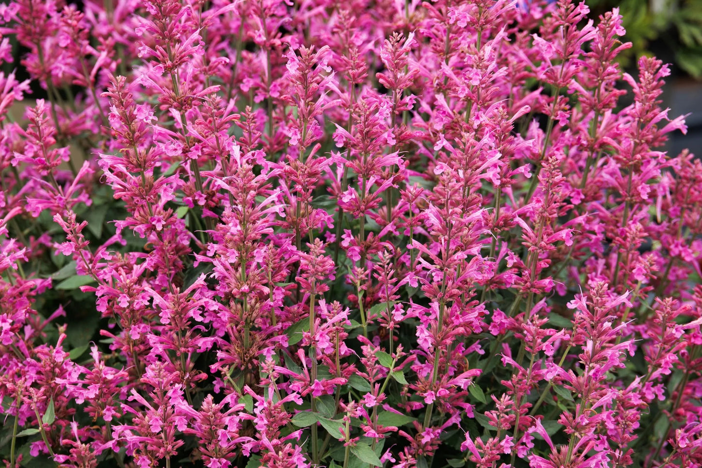 SUMMERLONG LILAC AGASTACHE 1gal