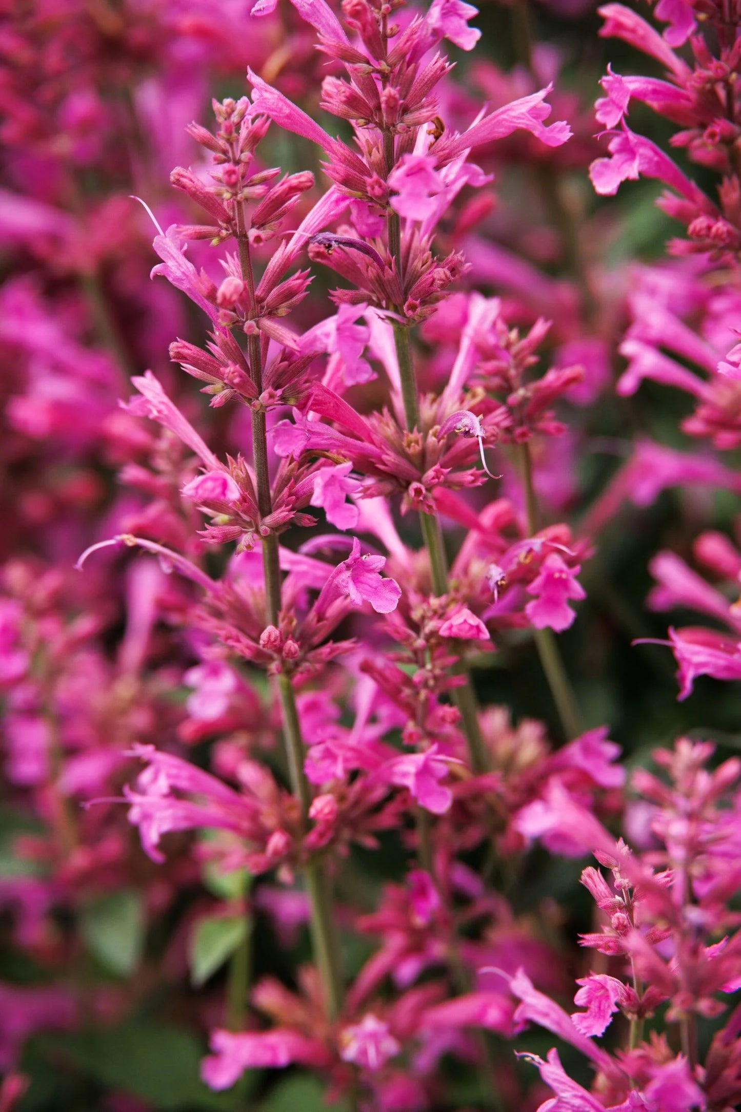 SUMMERLONG LILAC AGASTACHE 1gal