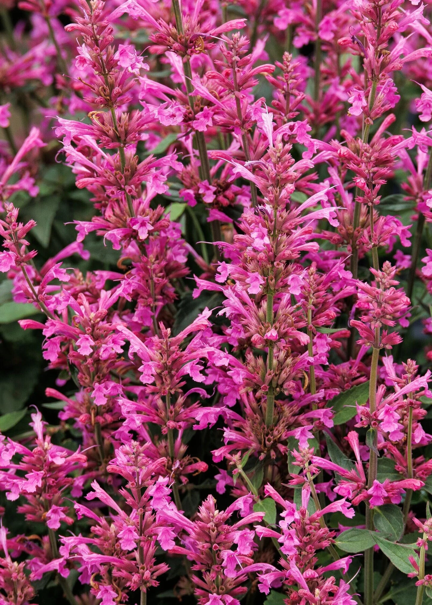 SUMMERLONG LILAC AGASTACHE 1gal