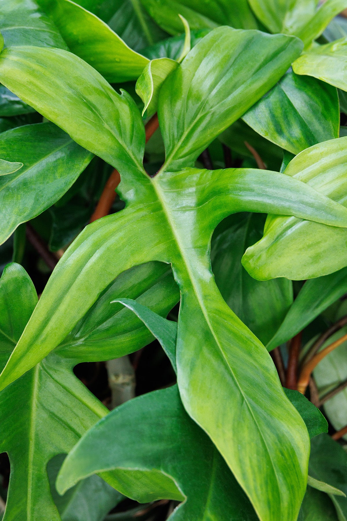 FLORIDA PHILODENDRON 6in