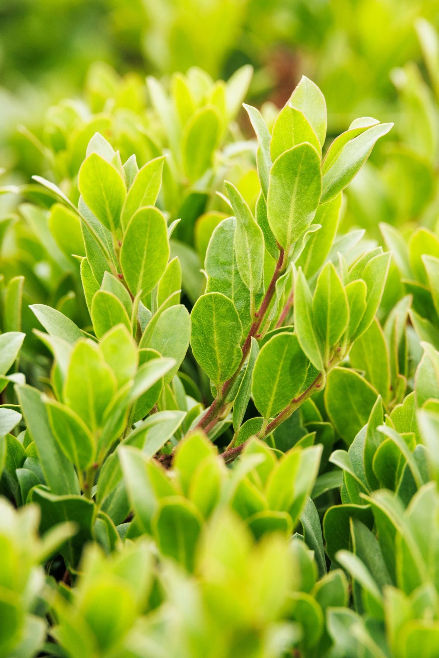 PANCHITO MANZANITA 3gal