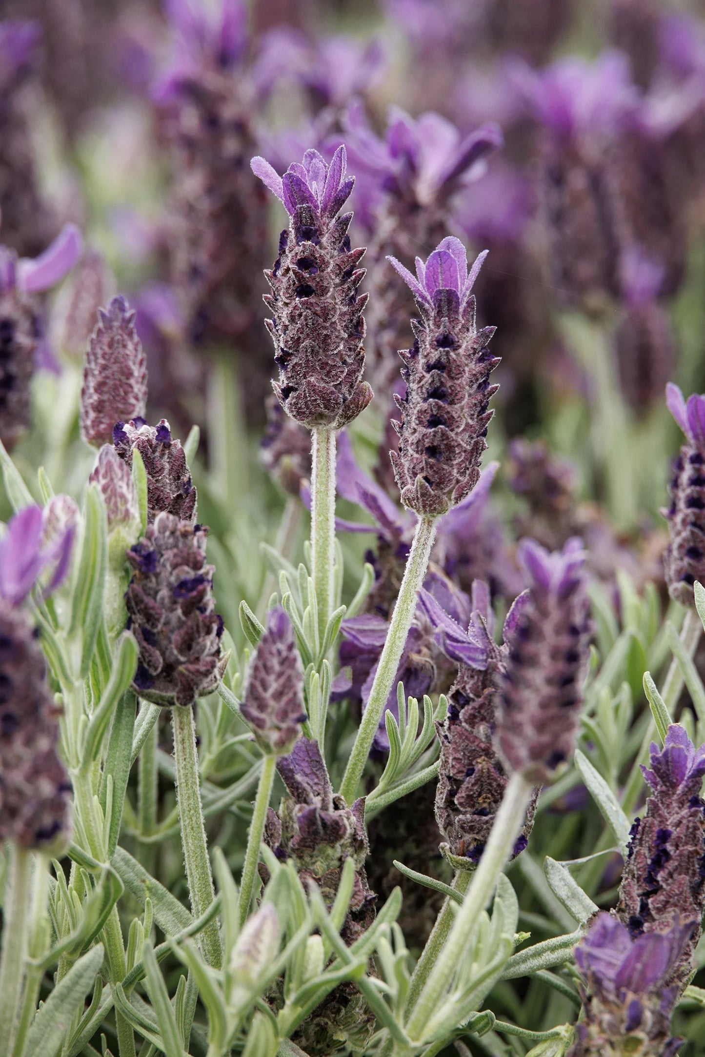 ANOUK PURPLE MEDLEY LAVENDER 2gal