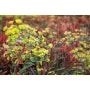 MINER'S MERLOT EUPHORBIA 1gal