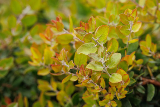 SUNSET MANZANITA 1gal