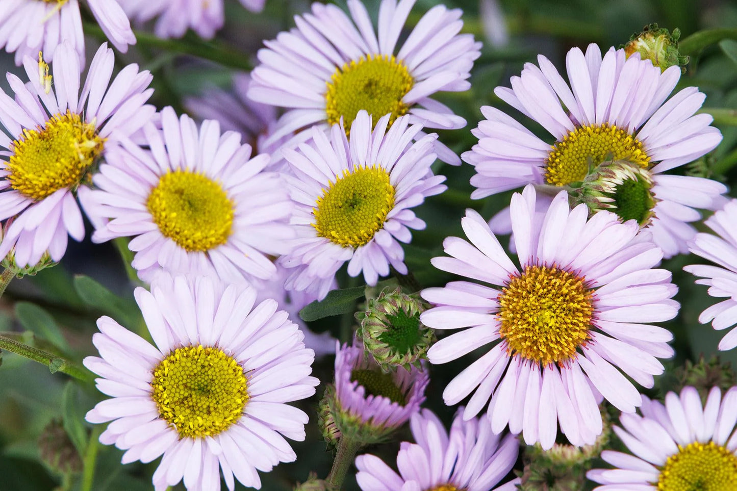 WAYNE RODERICK SEASIDE DAISY 1gal