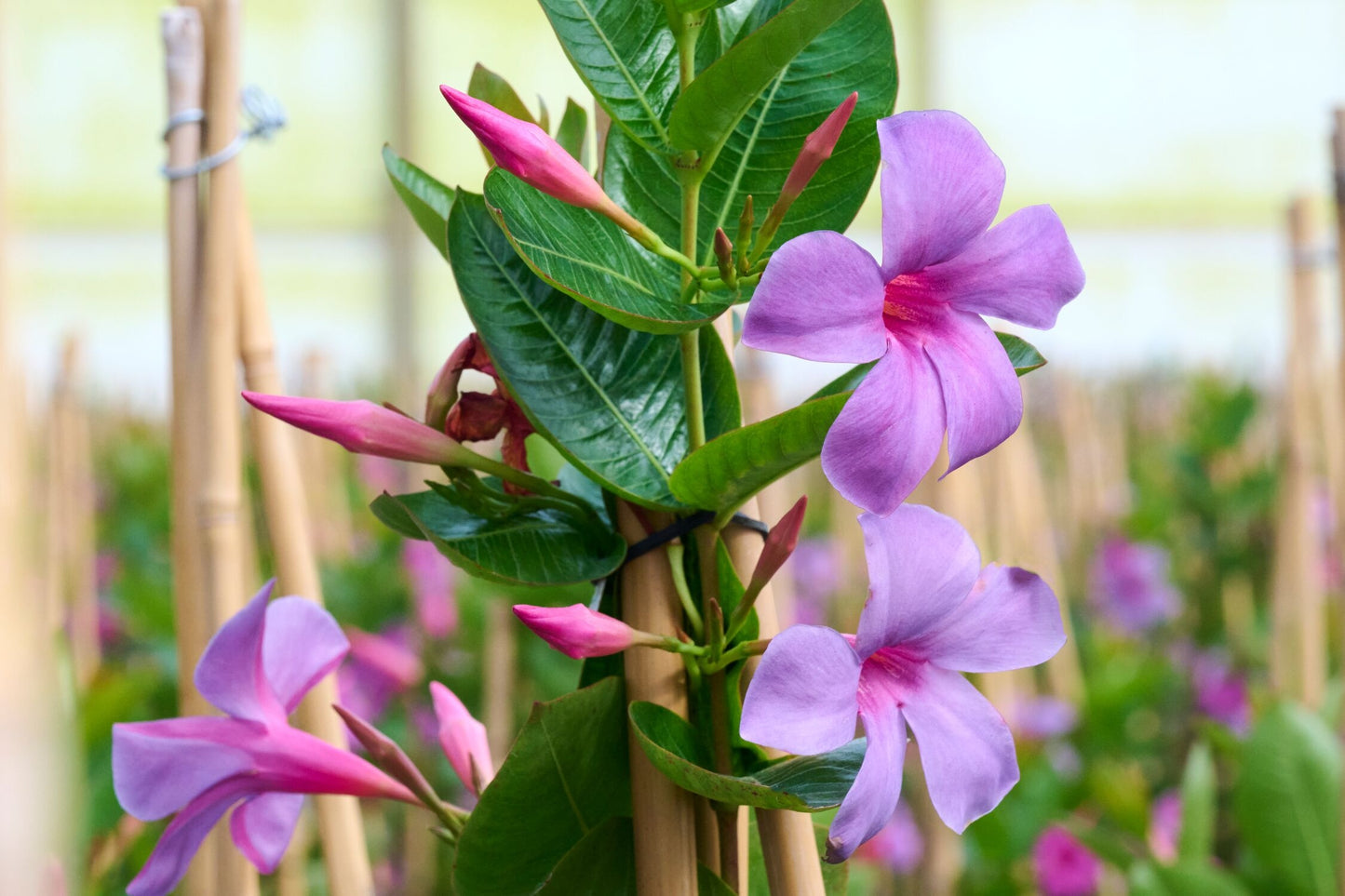 BLUEPHORIA MANDEVILLA 1gal