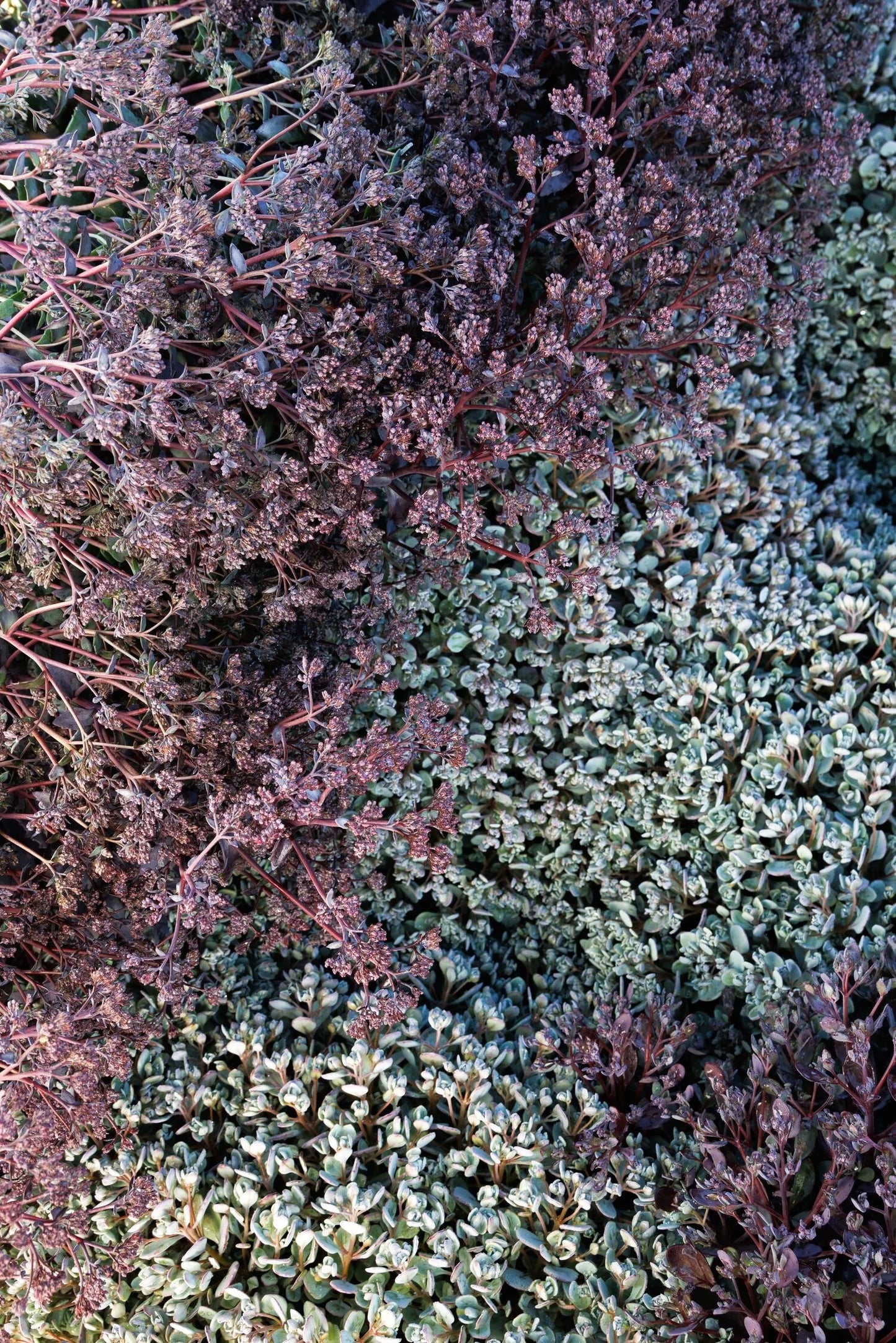 SEDUM SAPPHIRE TUFFET 1gal