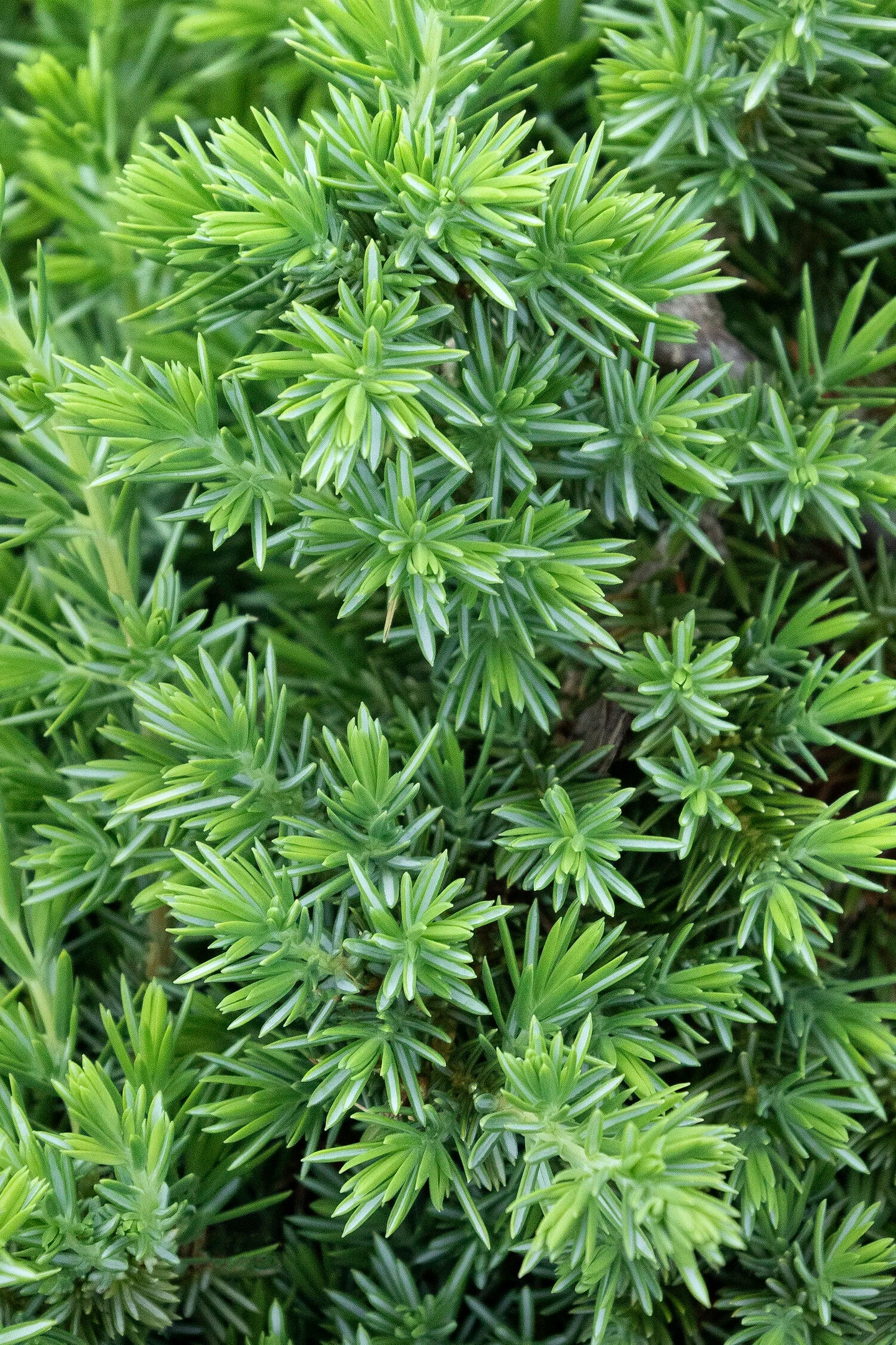 BLUE PACIFIC SHORE JUNIPER 2gal