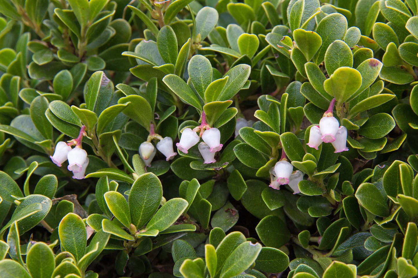EMERALD CARPET MANZANITA 1gal