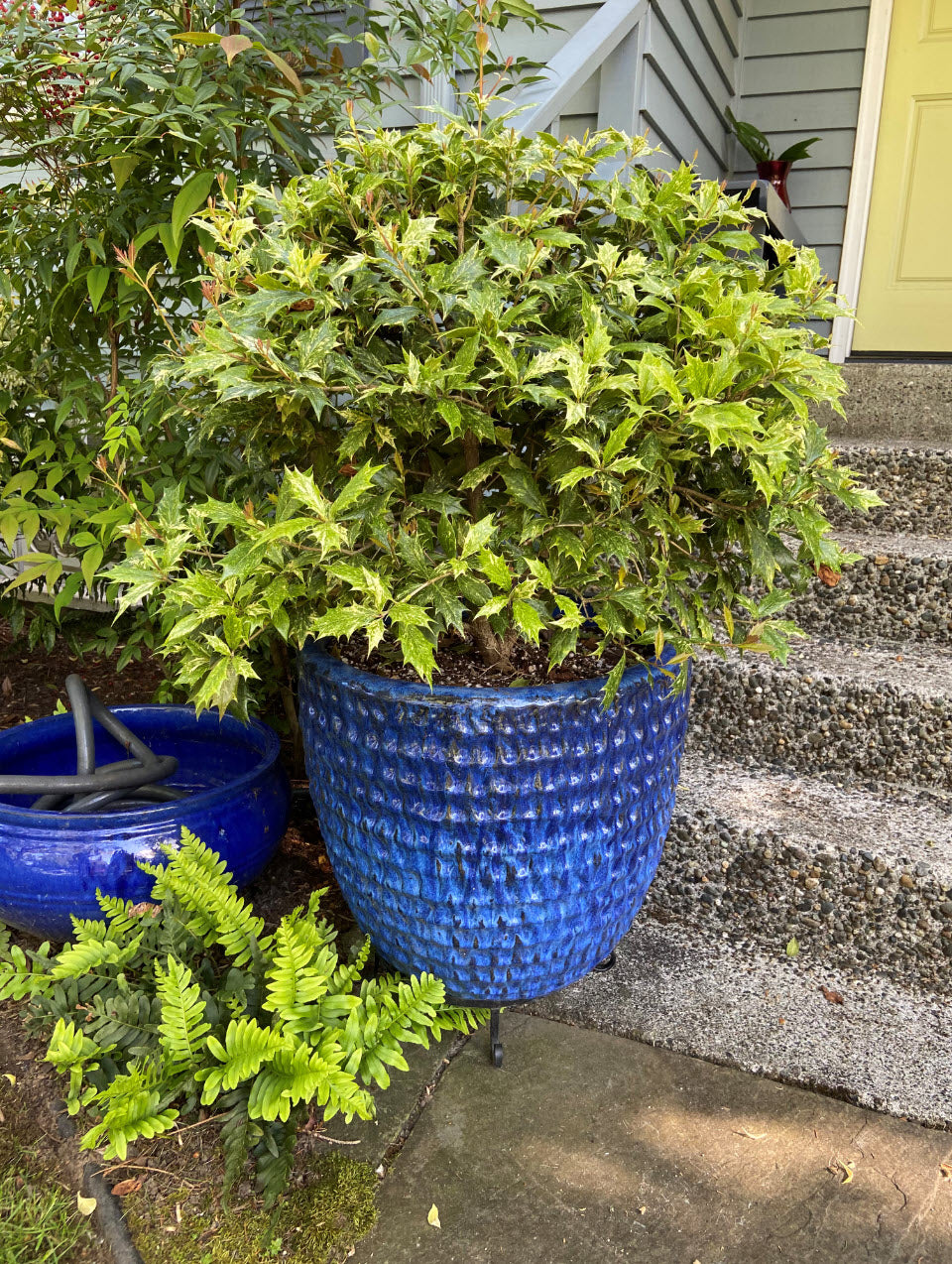 GOSHIKI HOLLY OSMANTHUS 2gal