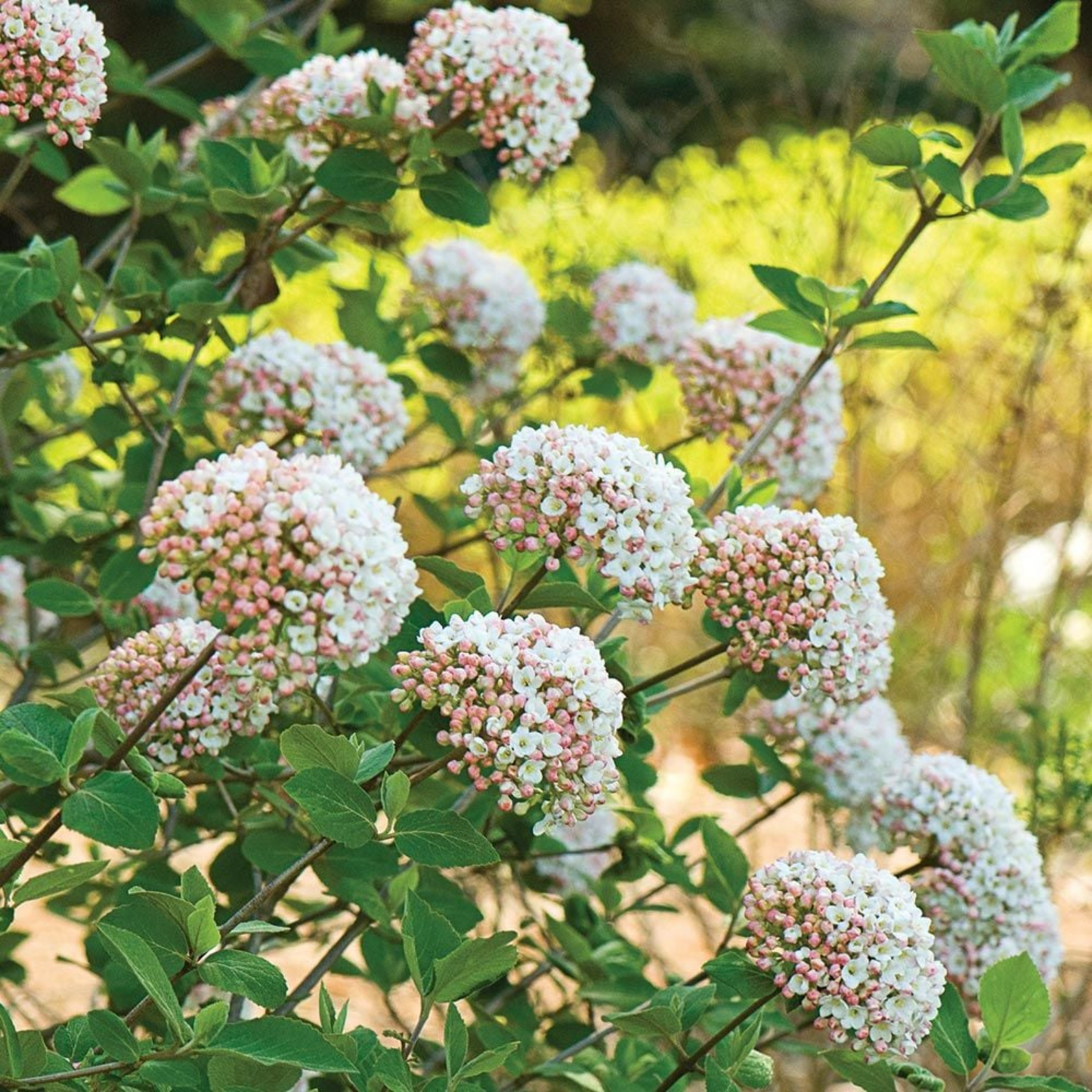 SWEET TALKER VIBURNUM 2gal