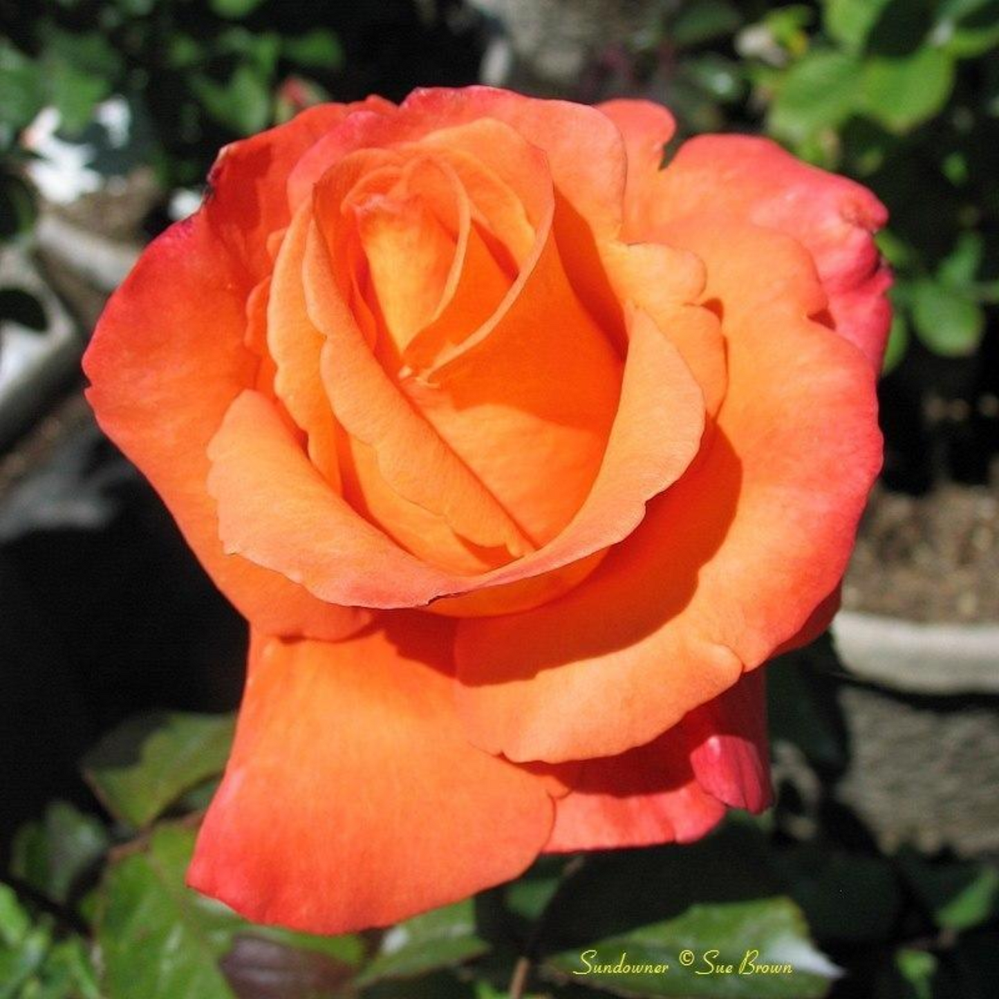 SUNDOWNER ROSE 3gal