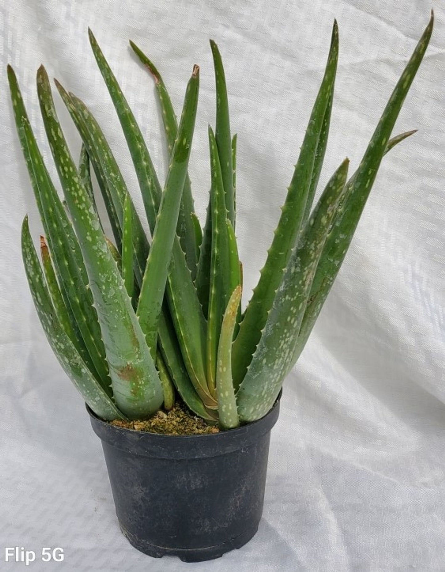 ASSORTED CACTUS & SUCCULENTS 6IN