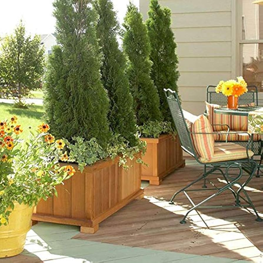 EMERALD GREEN ARBORVITAE 5gal.