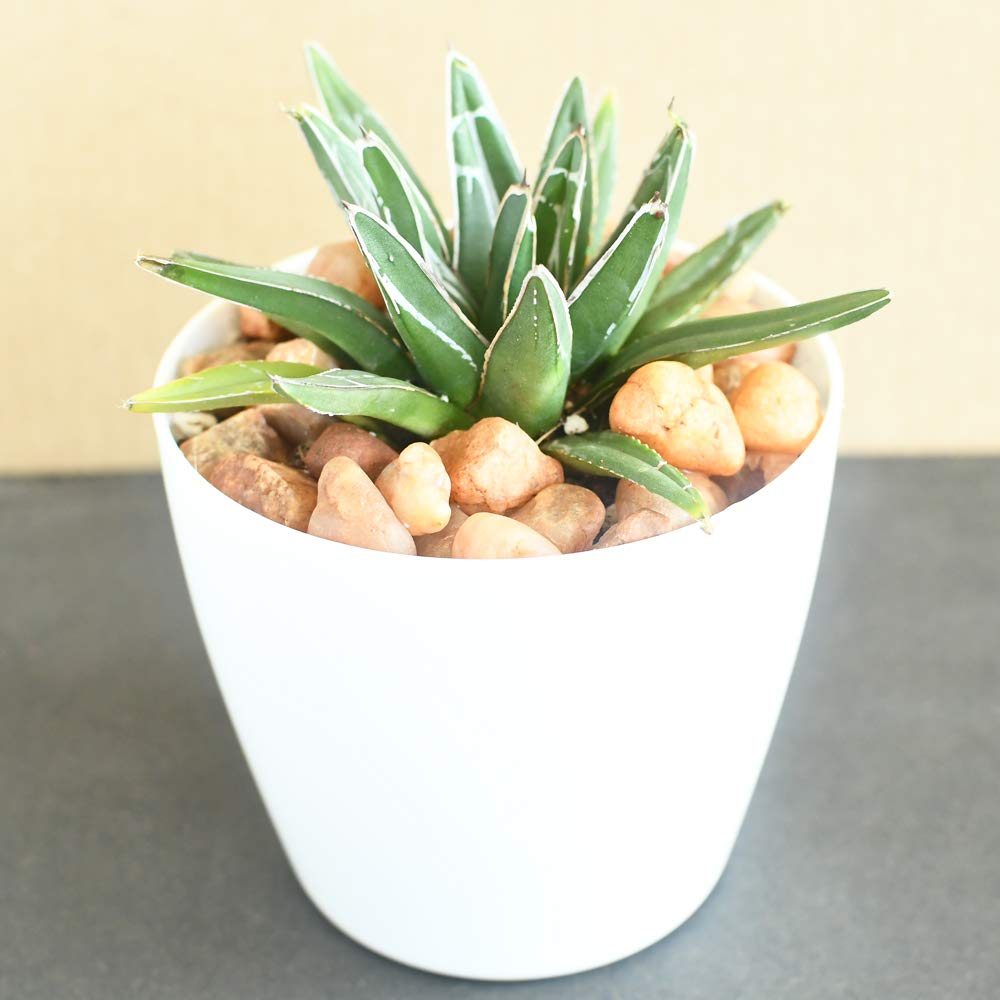 QUEEN VICTORIA AGAVE 6in