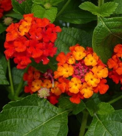 ASSORTED LANTANA 1gal