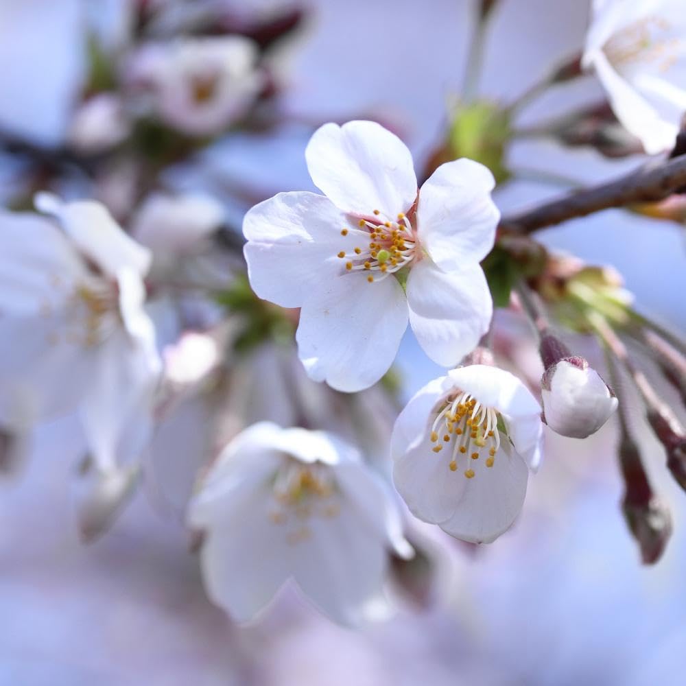 STELLA CHERRY TREE 7gal