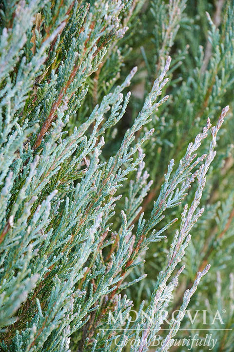 BLUE ARROW JUNIPER TREE 5gal