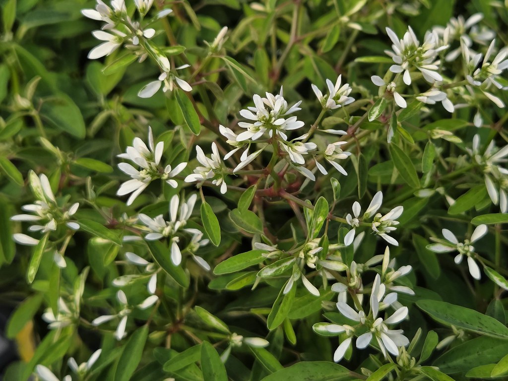 STARBLAST WHITE EUPHORBIA 4in