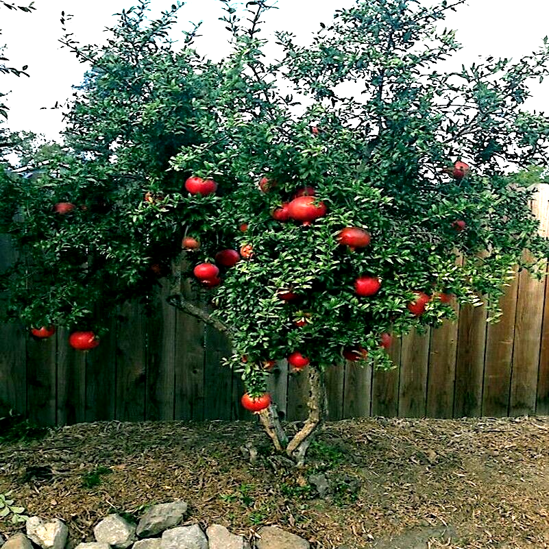 POMEGRANATE 5gal
