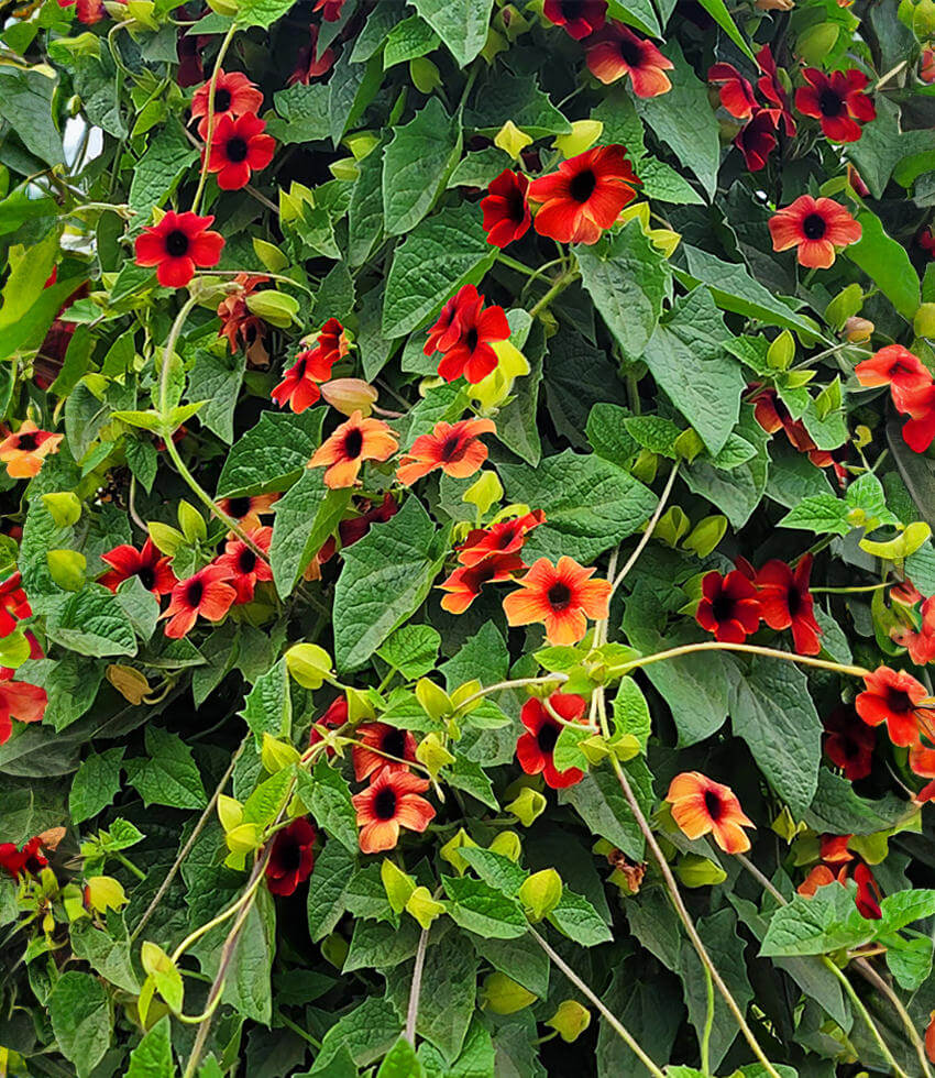 AMBER STRIPES BLACK EYED SUSAN 4in