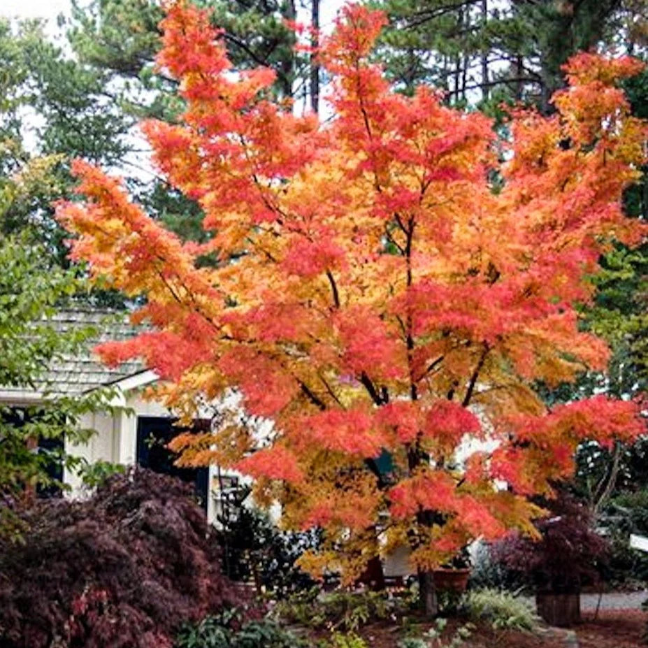 CORAL BARK JAPANESE MAPLE 2gal