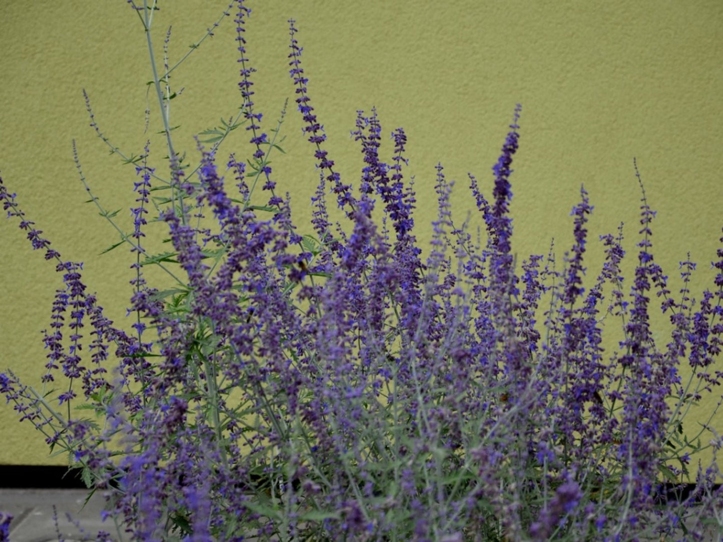 LAVENDER ASSORTED 2 GAL