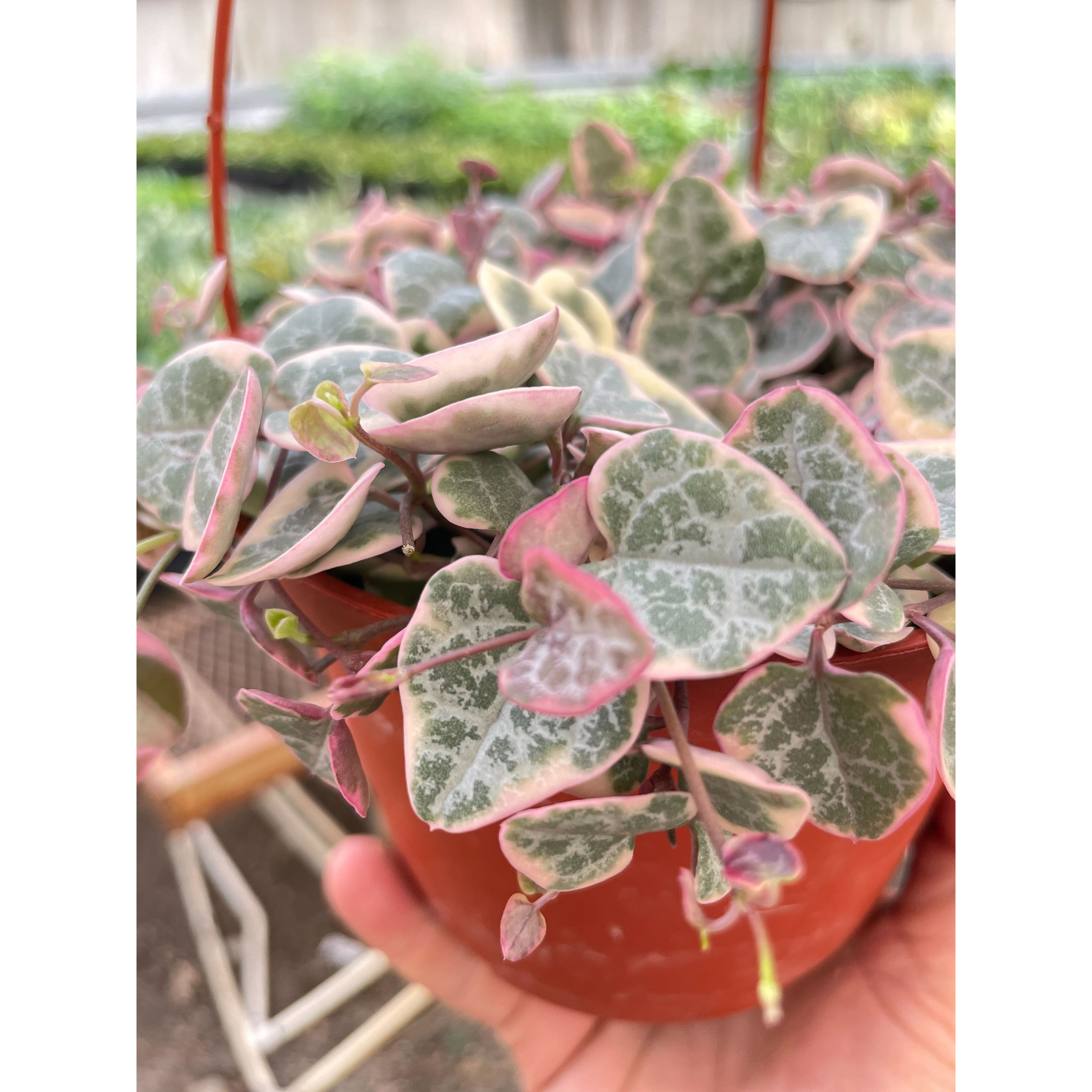 String of Hearts Variegated – Watters Garden Center