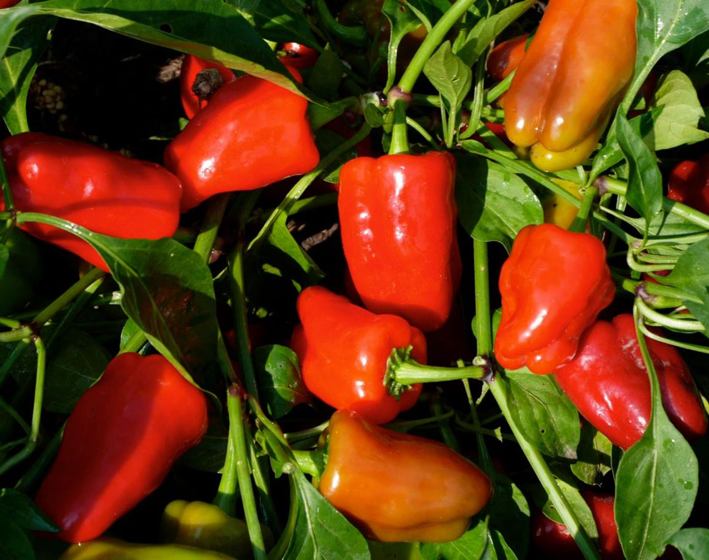 PEPPER 4in